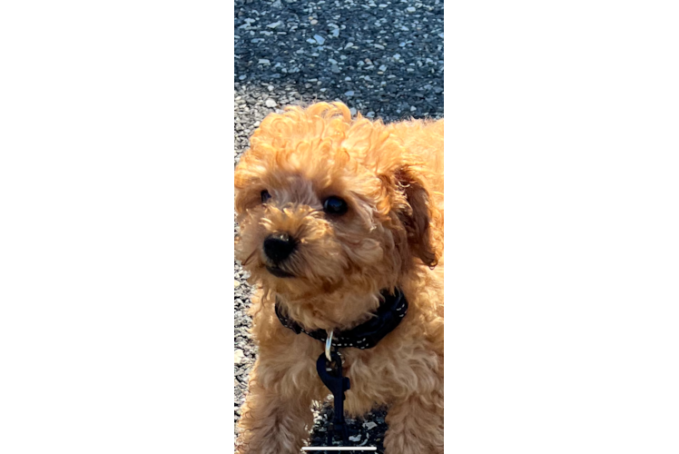 Cavapoo Puppy for Adoption