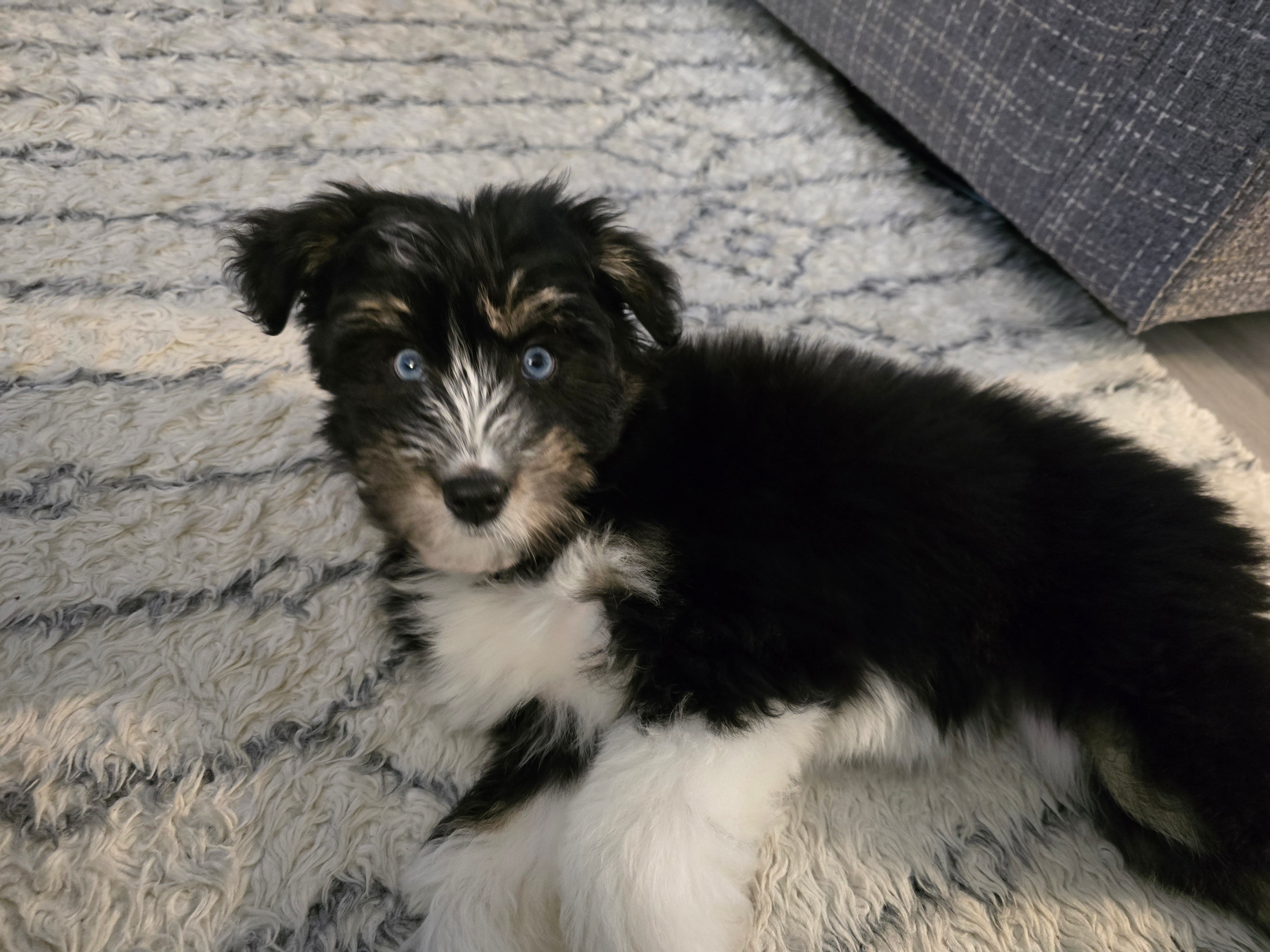 Mini Huskydoodle Pup Being Cute