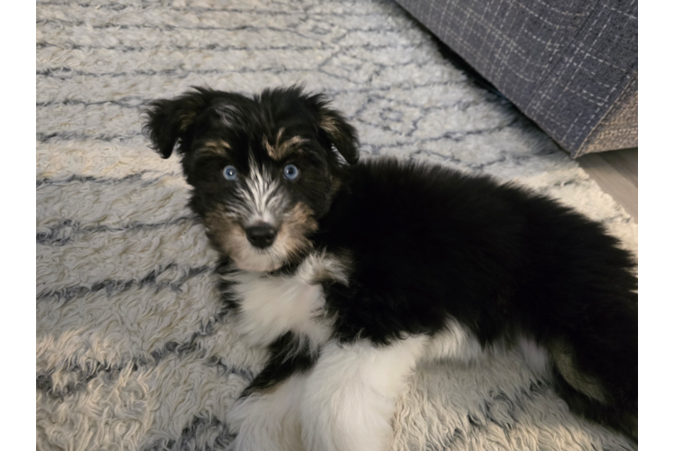 Mini Huskydoodle Pup Being Cute