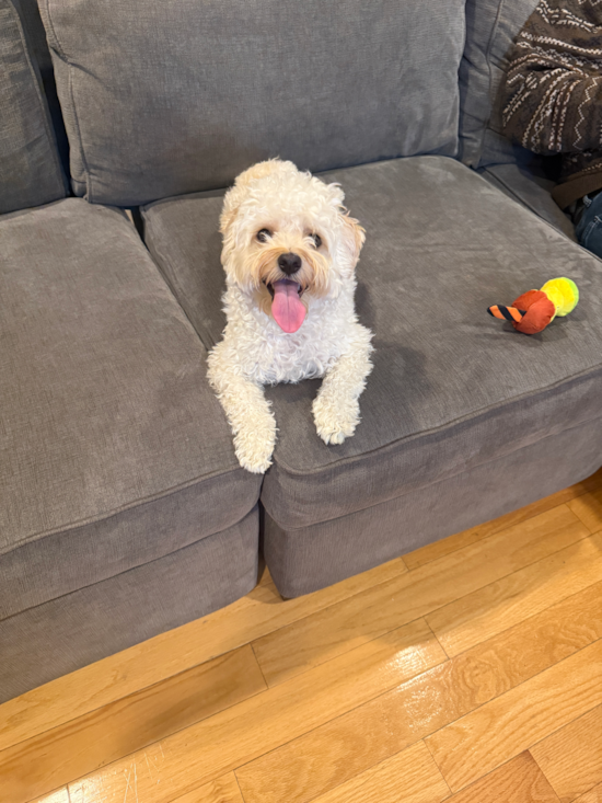 Maltipoo