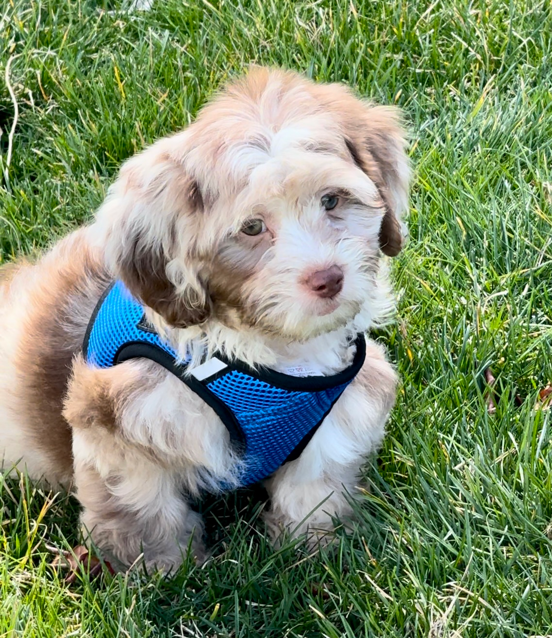 Hypoallergenic Shihpoo Poodle Mix Puppy