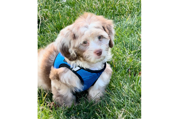 Hypoallergenic Shihpoo Poodle Mix Puppy