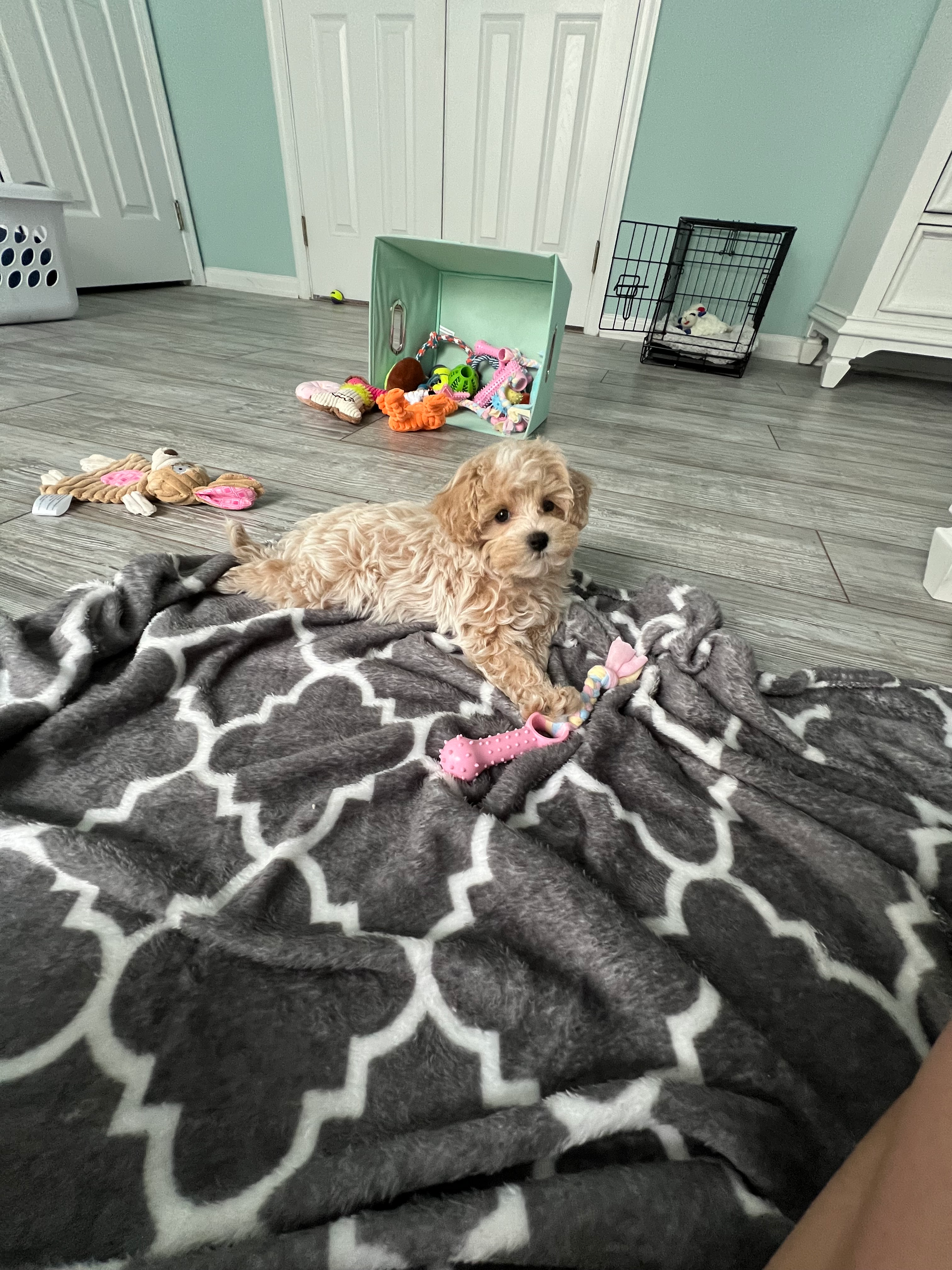Maltipoo Pup Being Cute