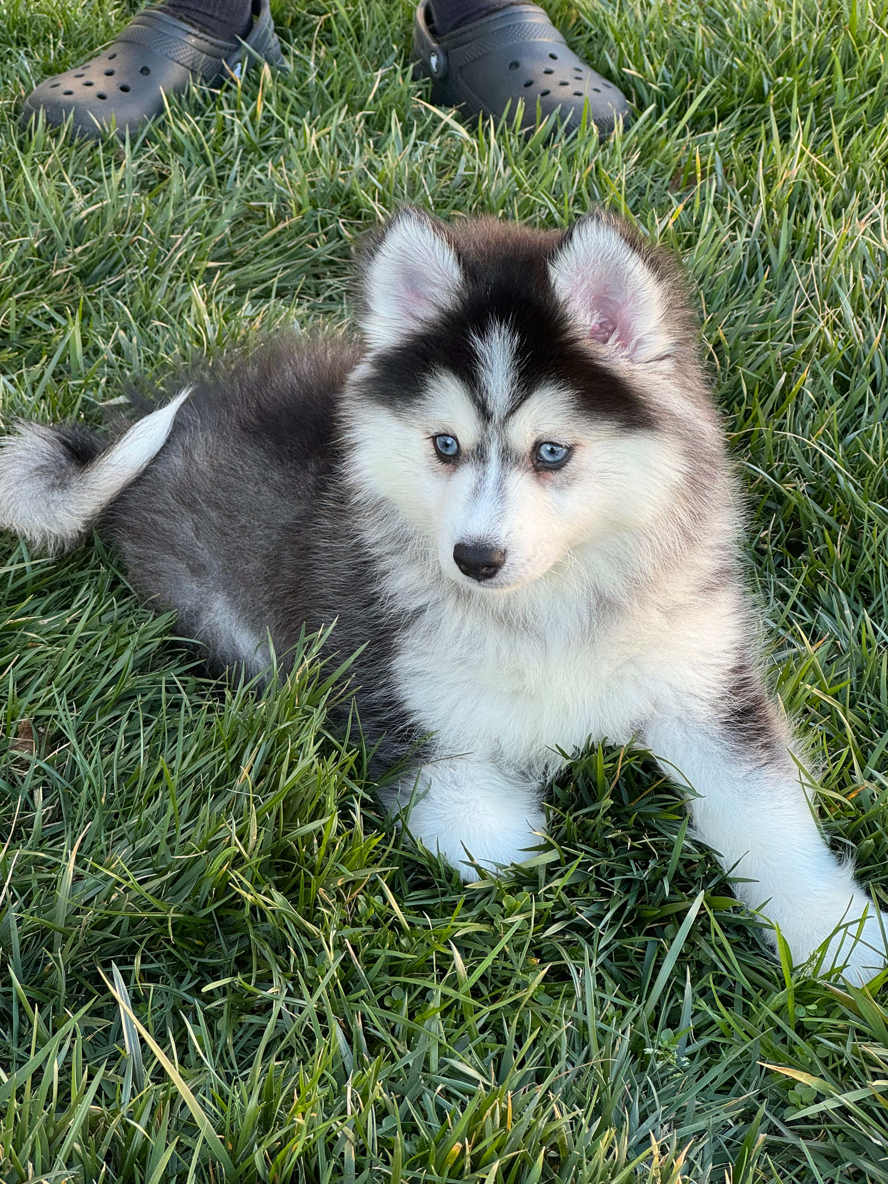 Hypoallergenic Mini Husky Designer Puppy