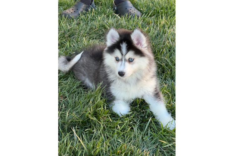 Hypoallergenic Mini Husky Designer Puppy