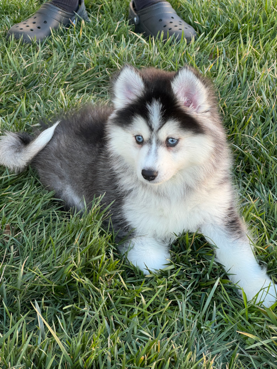 Pomsky