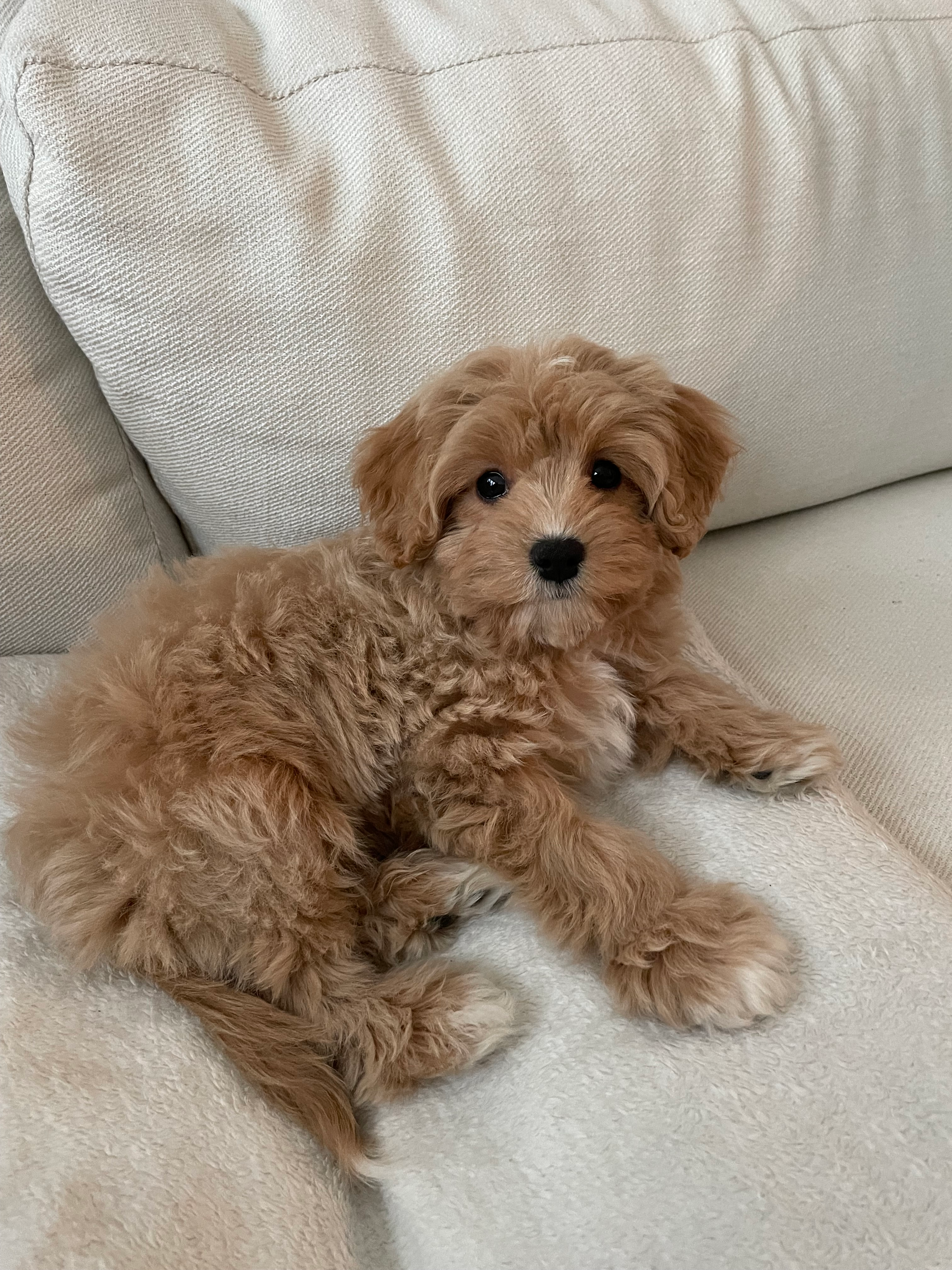 Cavapoo Puppy for Adoption