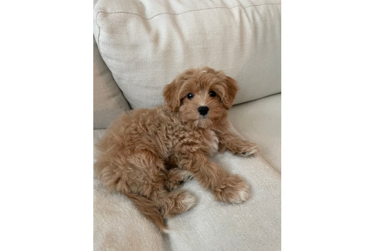 Cavapoo Puppy for Adoption