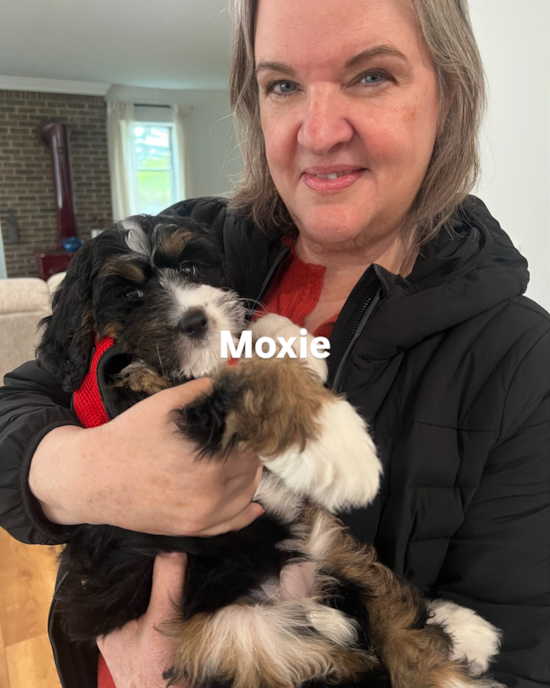 Mini Bernedoodle