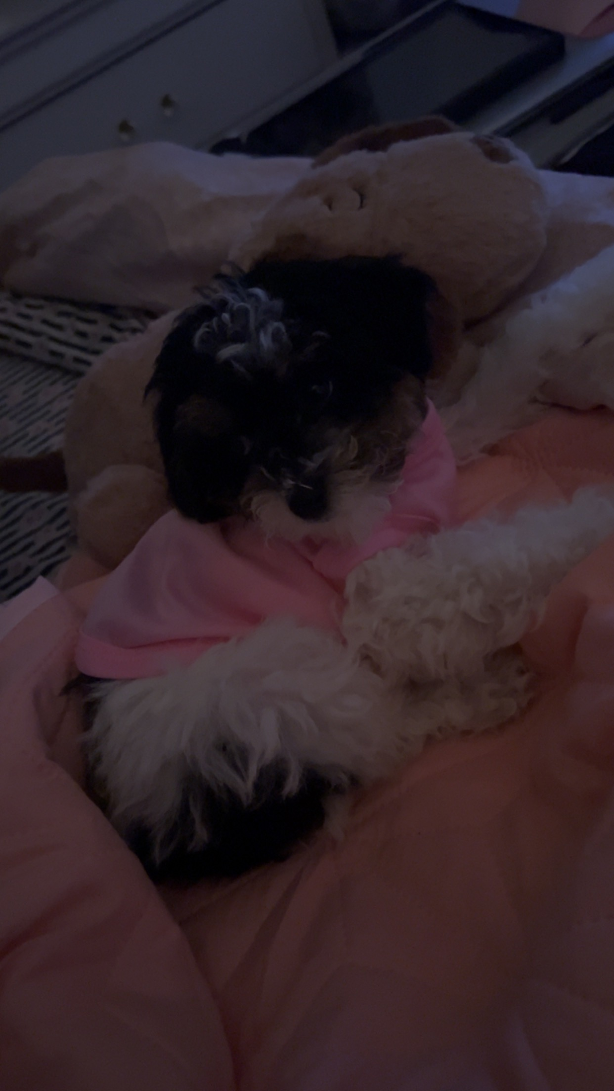 Akc Registered Poodle Purebred Pup