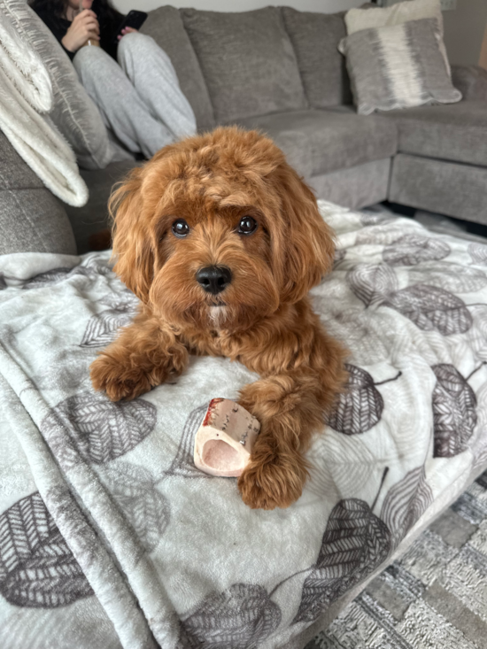 Cavapoo