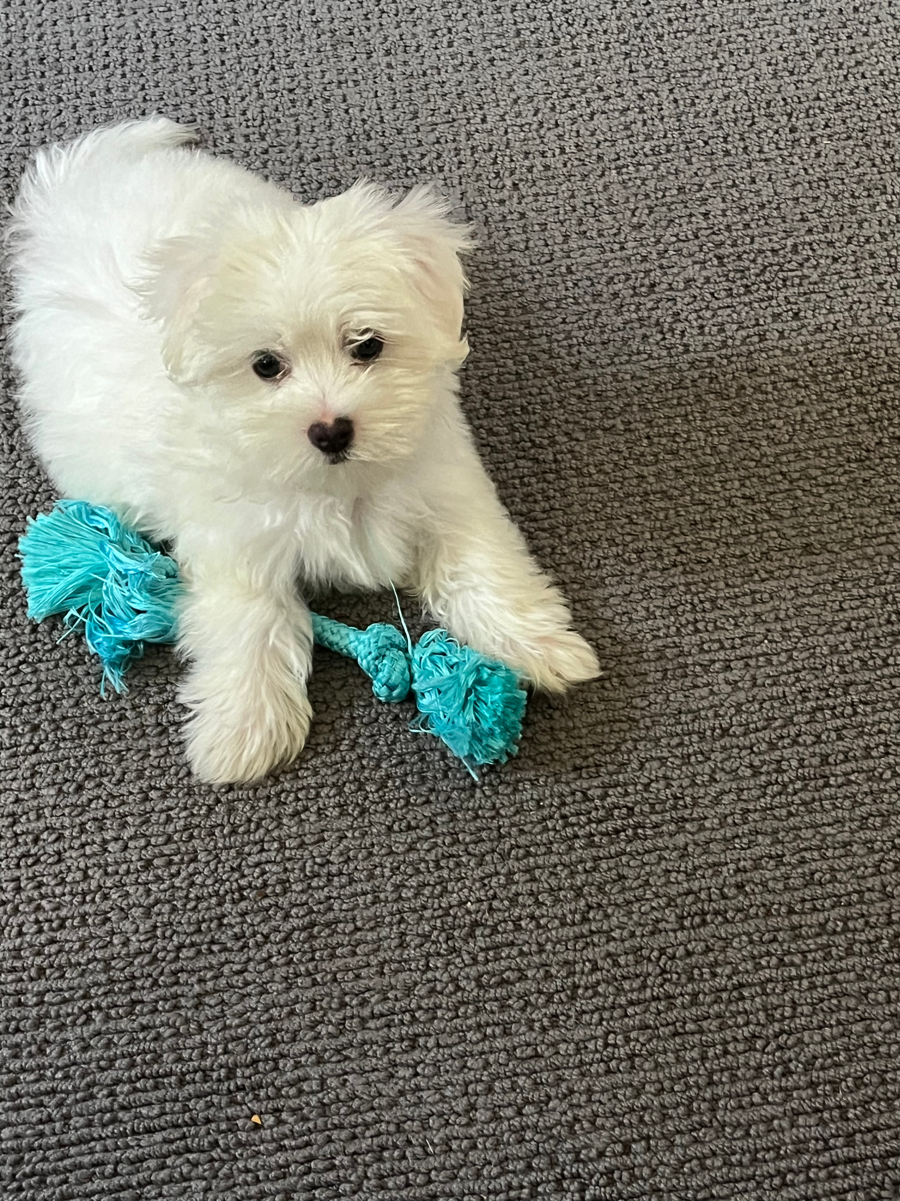 Sweet Maltese Purebred Puppy