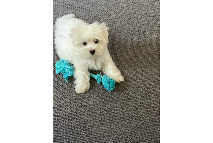 Sweet Maltese Purebred Puppy