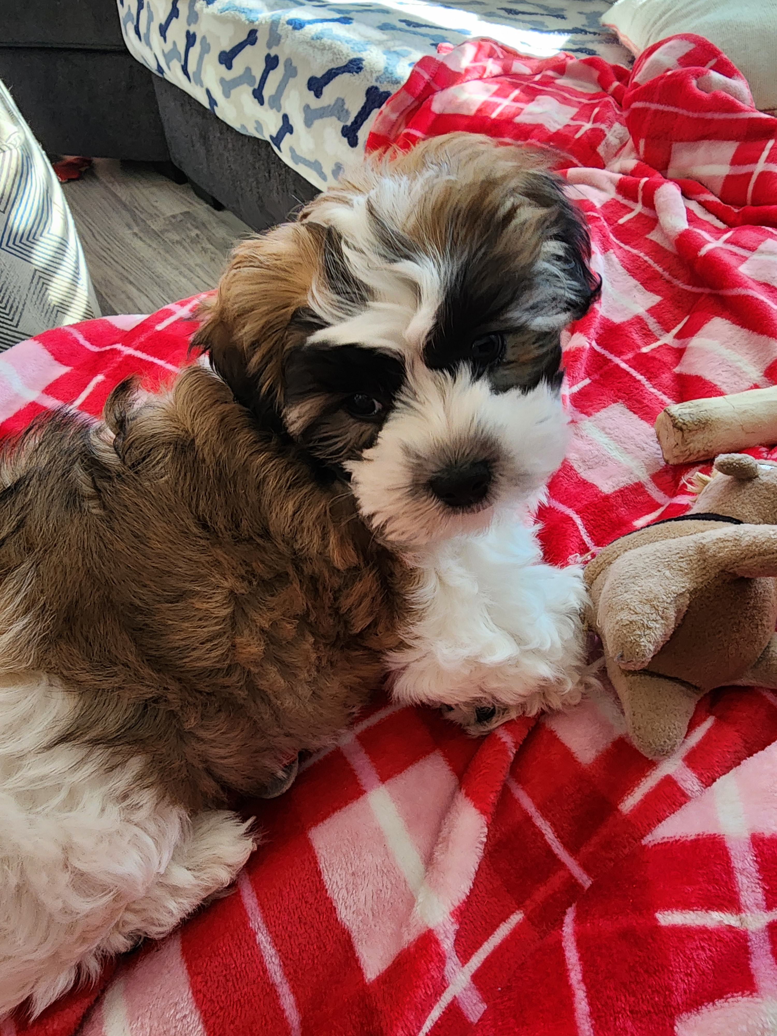 Teddy Bear Pup Being Cute