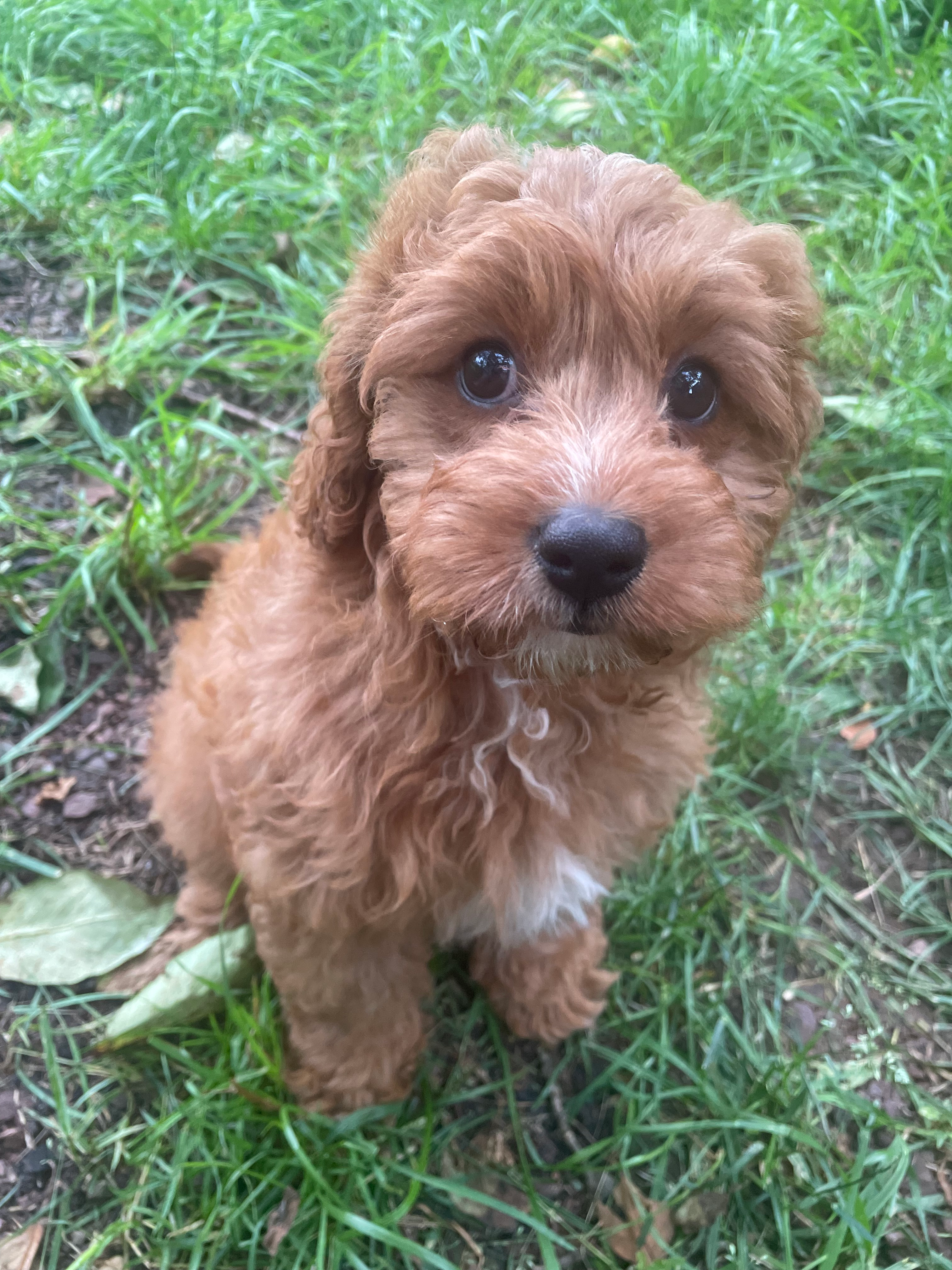 Best Cavapoo Baby