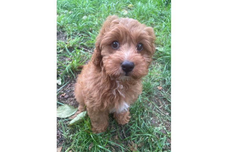 Best Cavapoo Baby