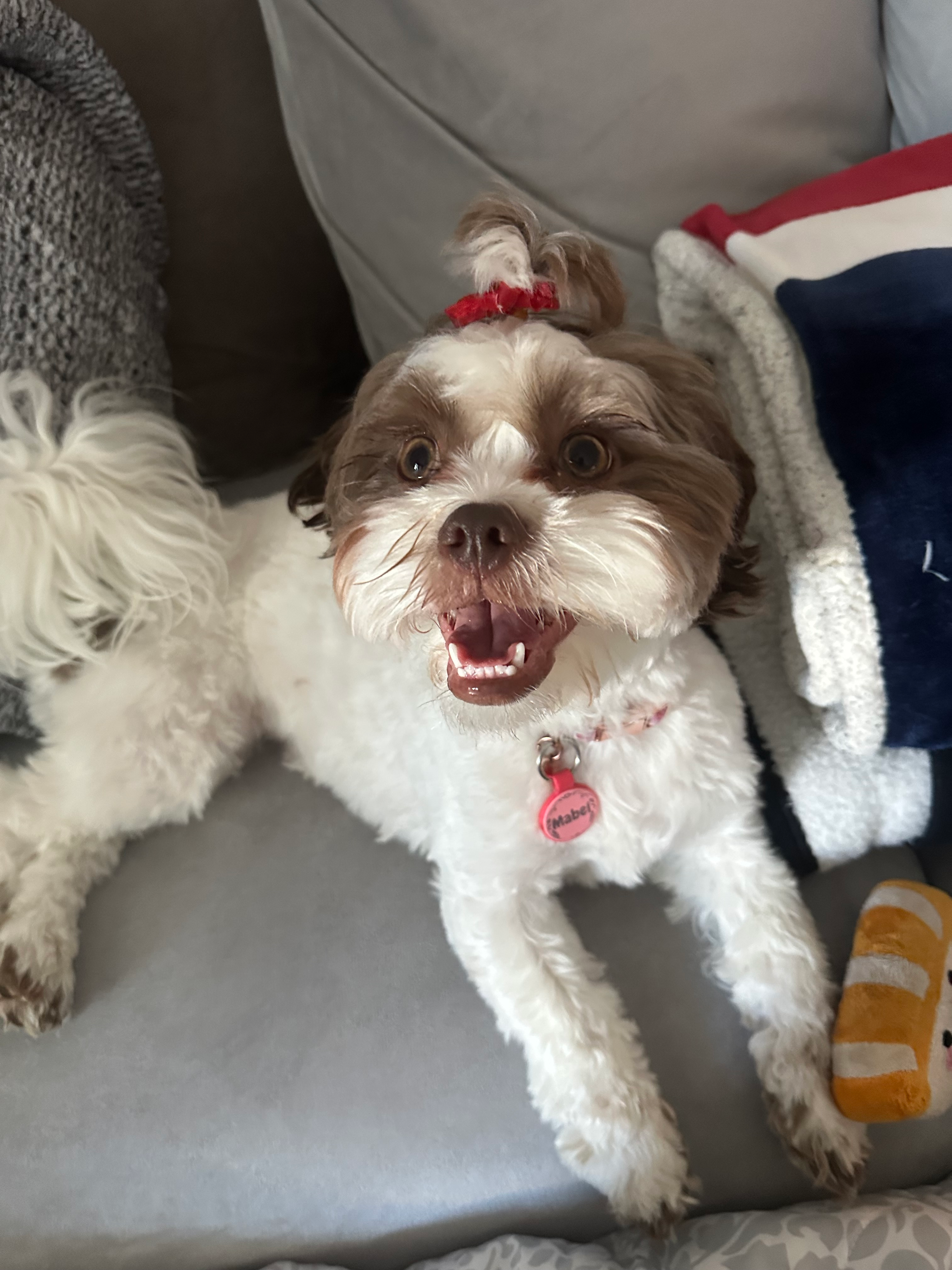 Adorable Shih Poo Poodle Mix Puppy
