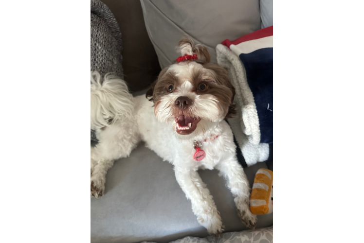 Adorable Shih Poo Poodle Mix Puppy