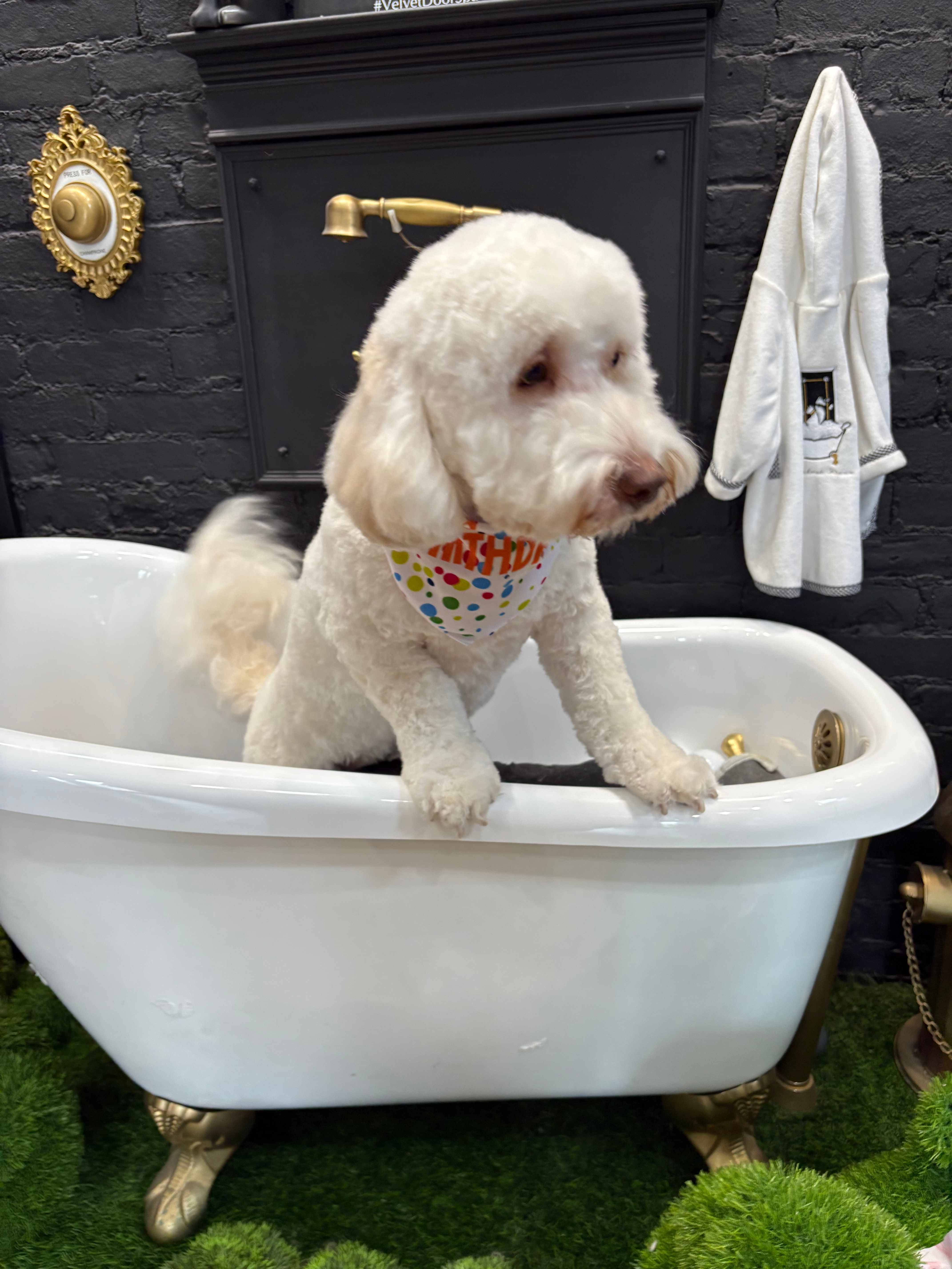 Sweet Mini Labradoodle Baby