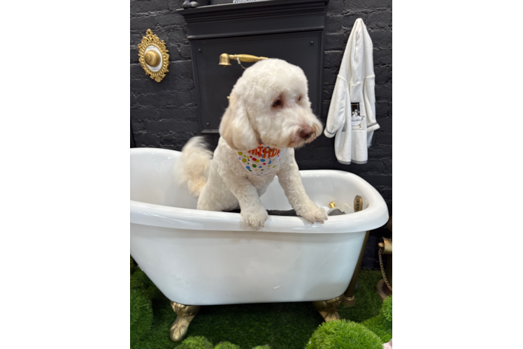 Sweet Mini Labradoodle Baby