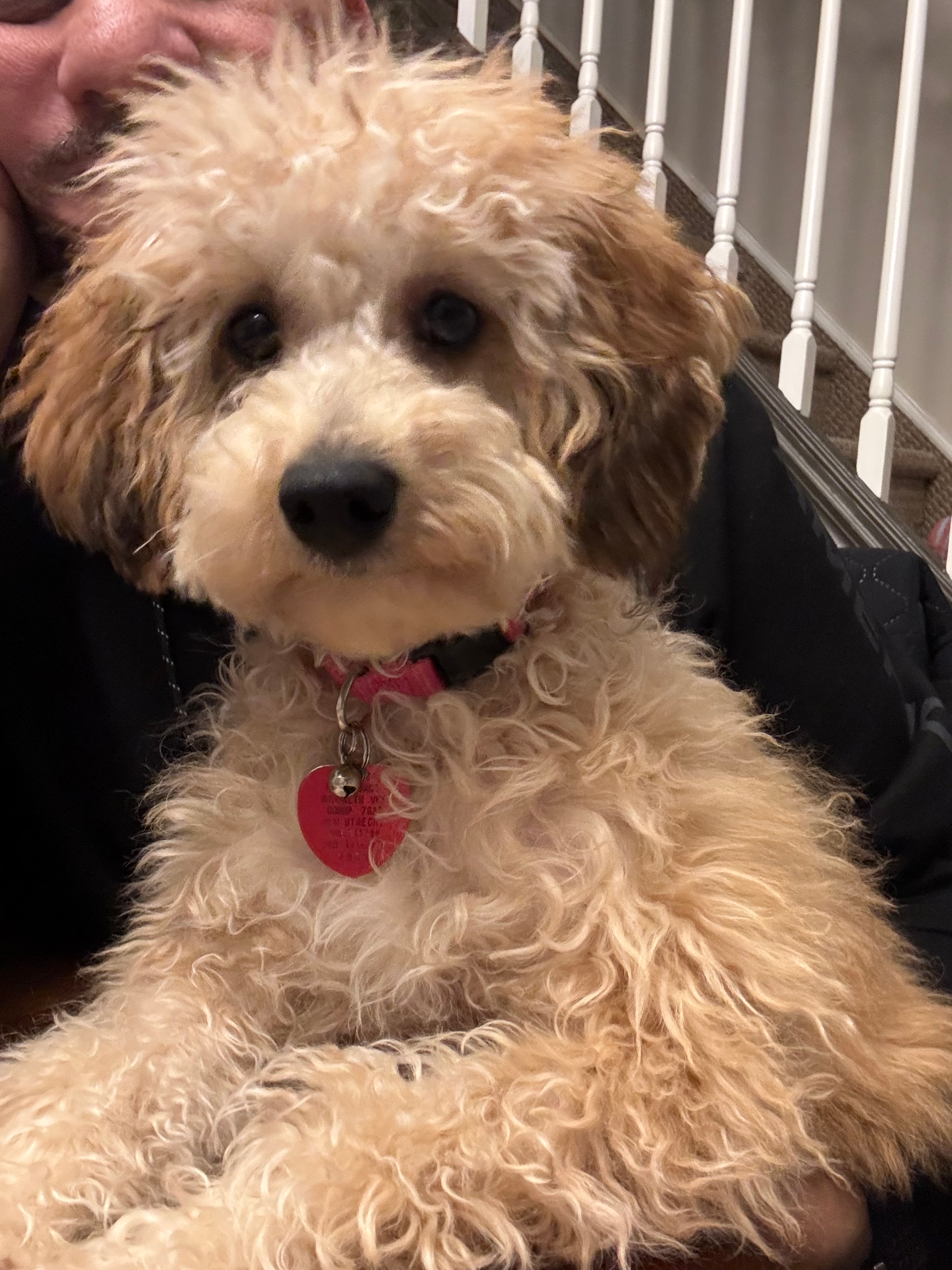 Best Cavapoo Baby