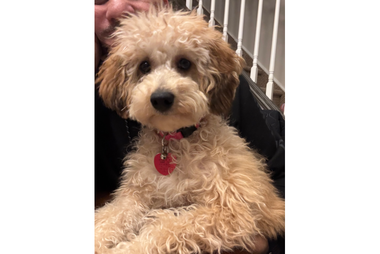 Best Cavapoo Baby