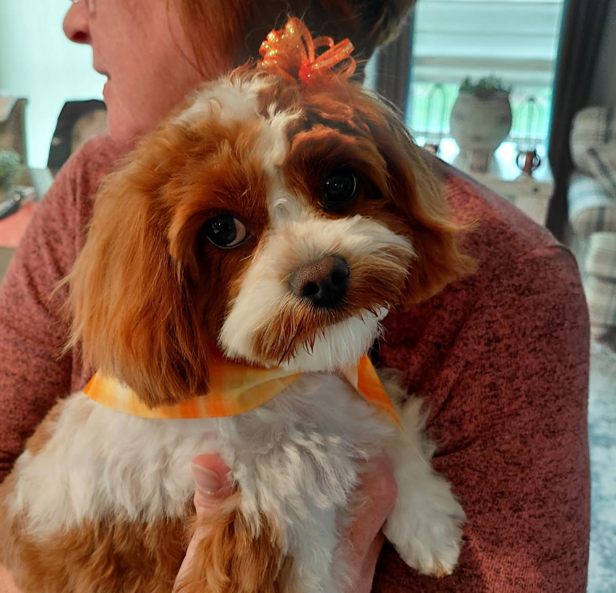 Friendly Cavapoo Baby