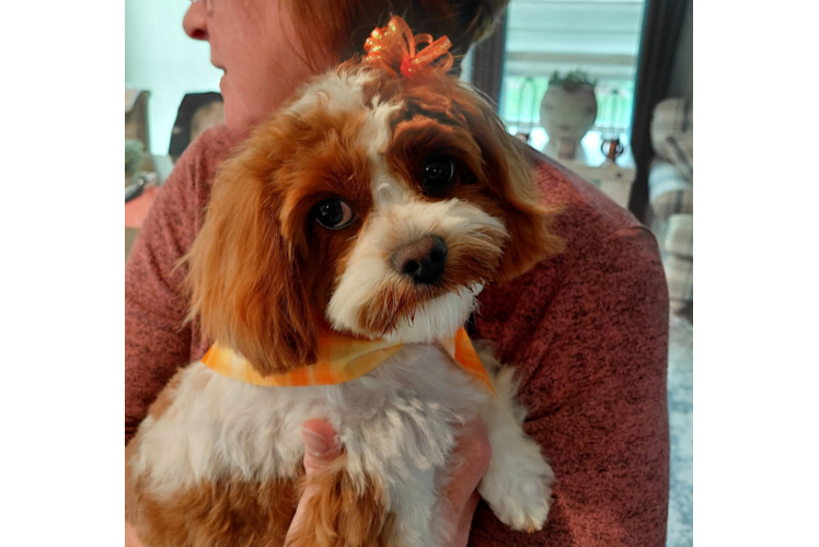 Friendly Cavapoo Baby