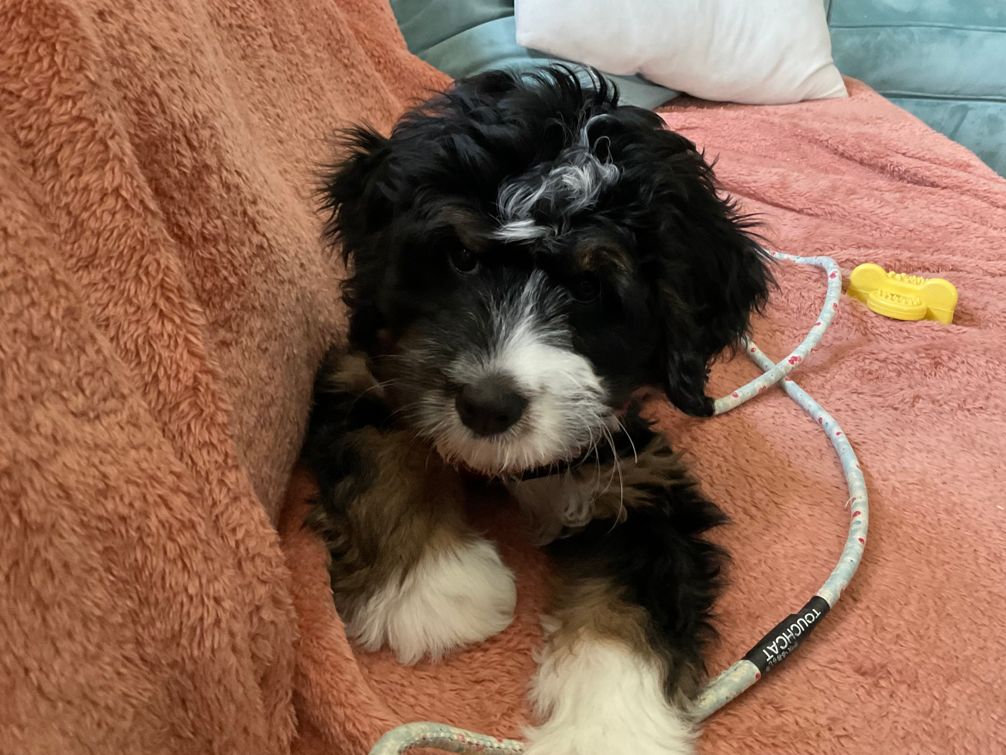 Smart Mini Bernedoodle Poodle Mix Pup