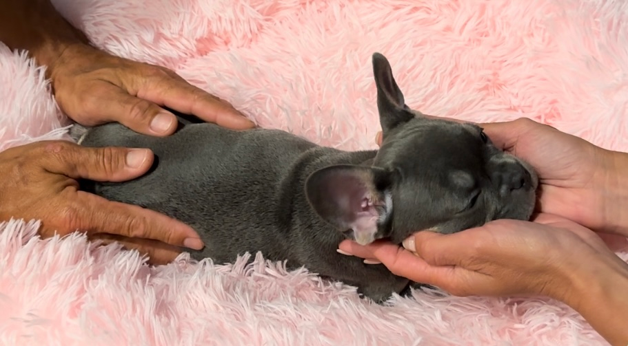 French Bulldog Pup Being Cute