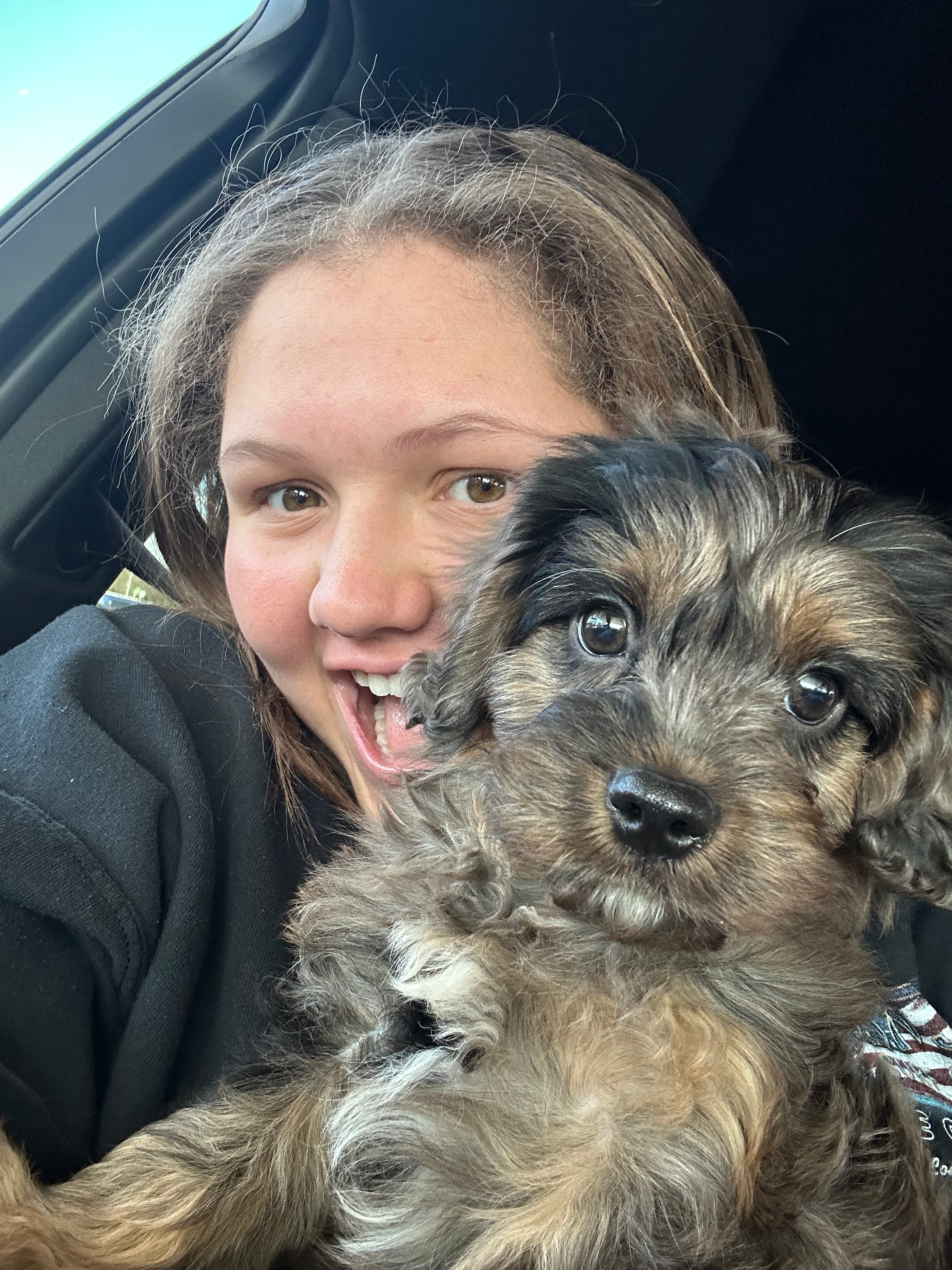 Small Cavapoo Baby