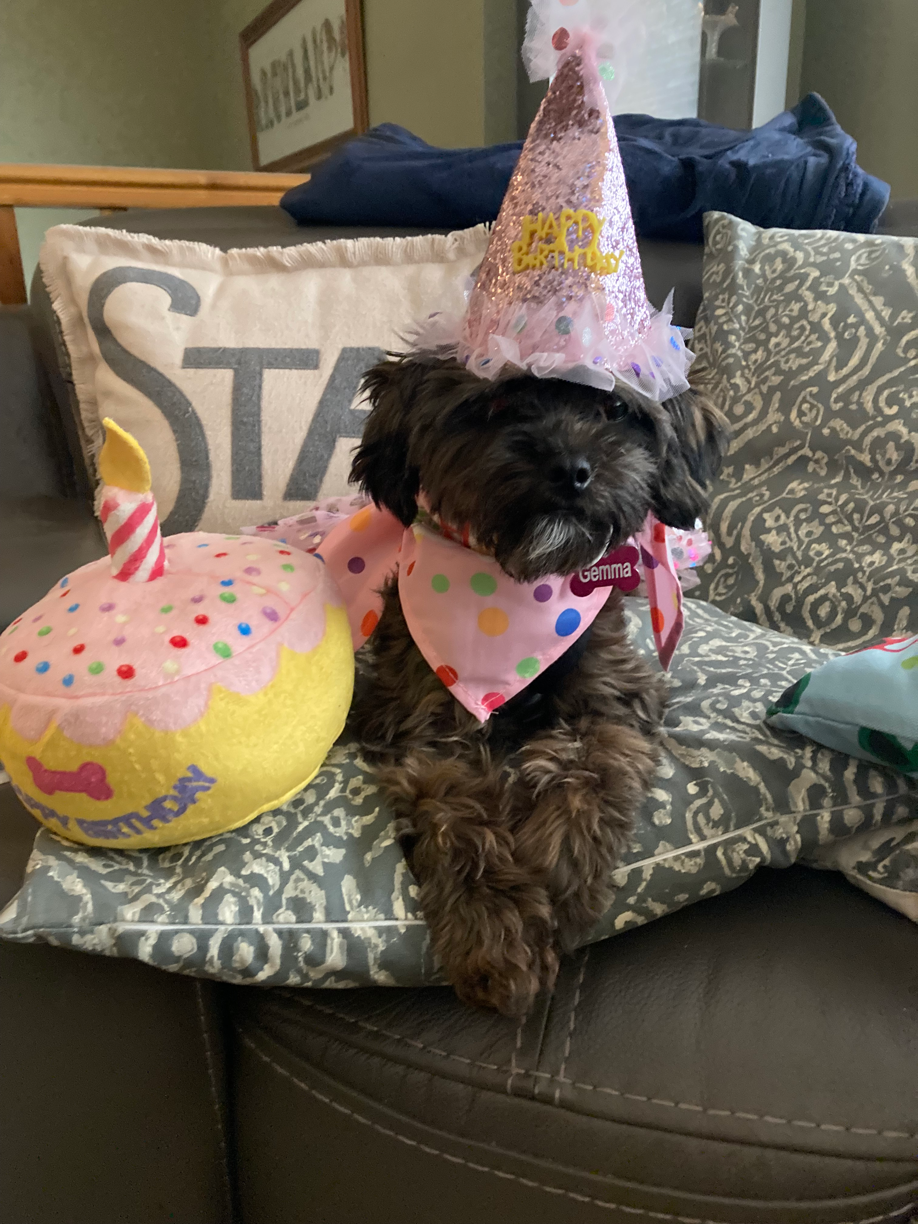 Shih Poo Puppy for Adoption