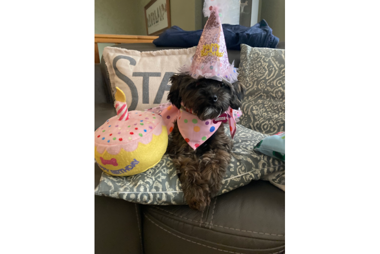 Shih Poo Puppy for Adoption