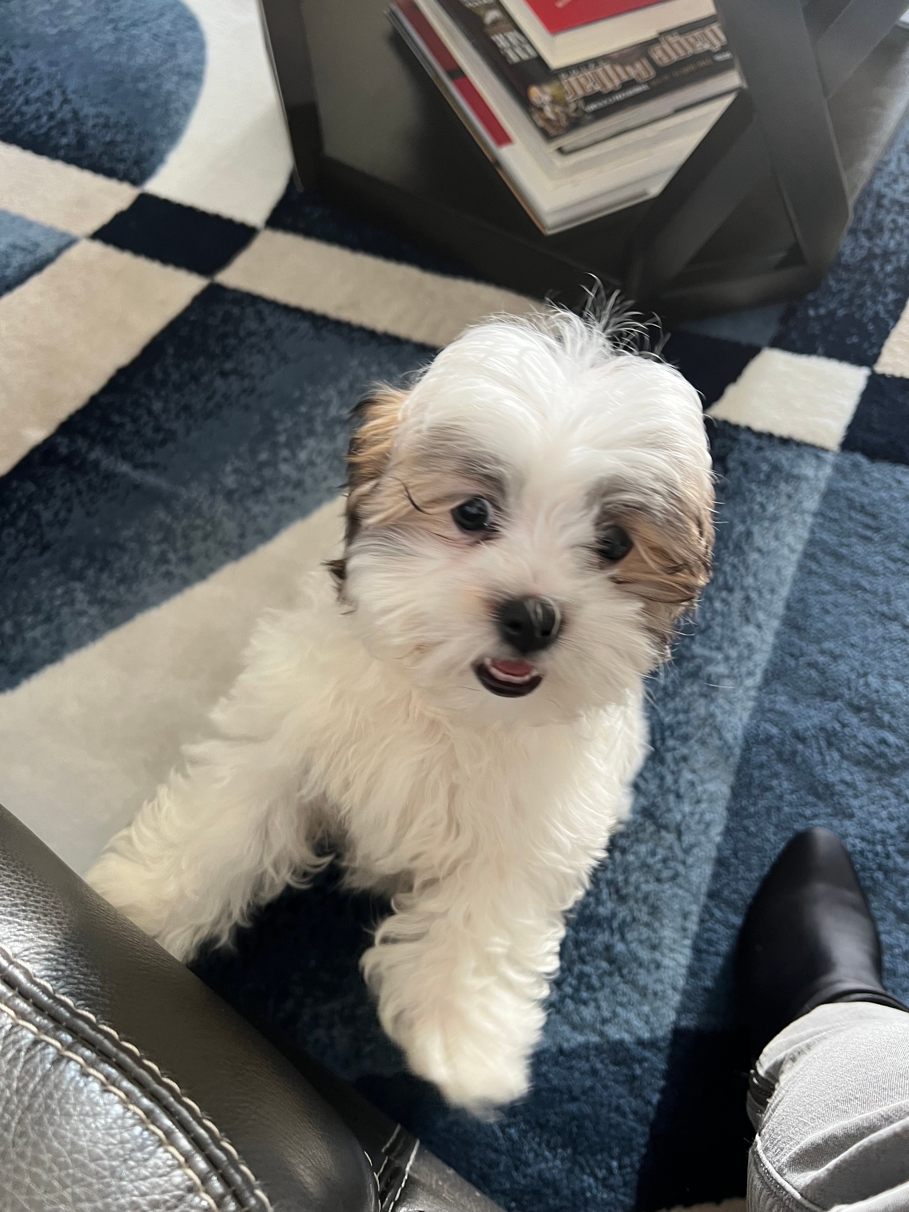 Playful Shi Chon Designer Puppy