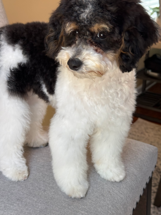 Poodle