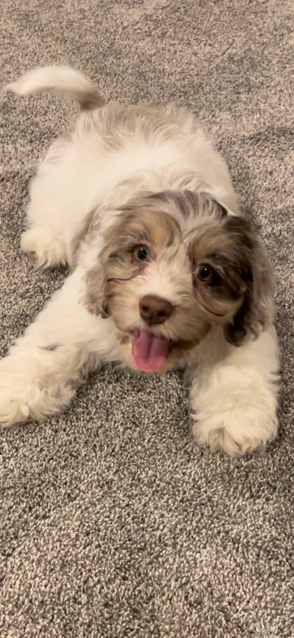 Cockapoo Puppy for Adoption