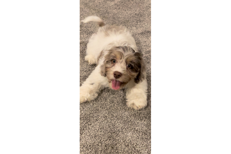 Cockapoo Puppy for Adoption