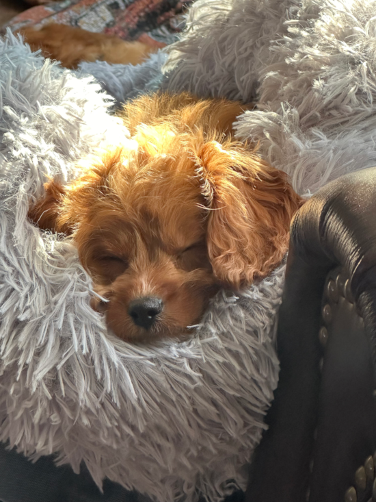 Cavapoo