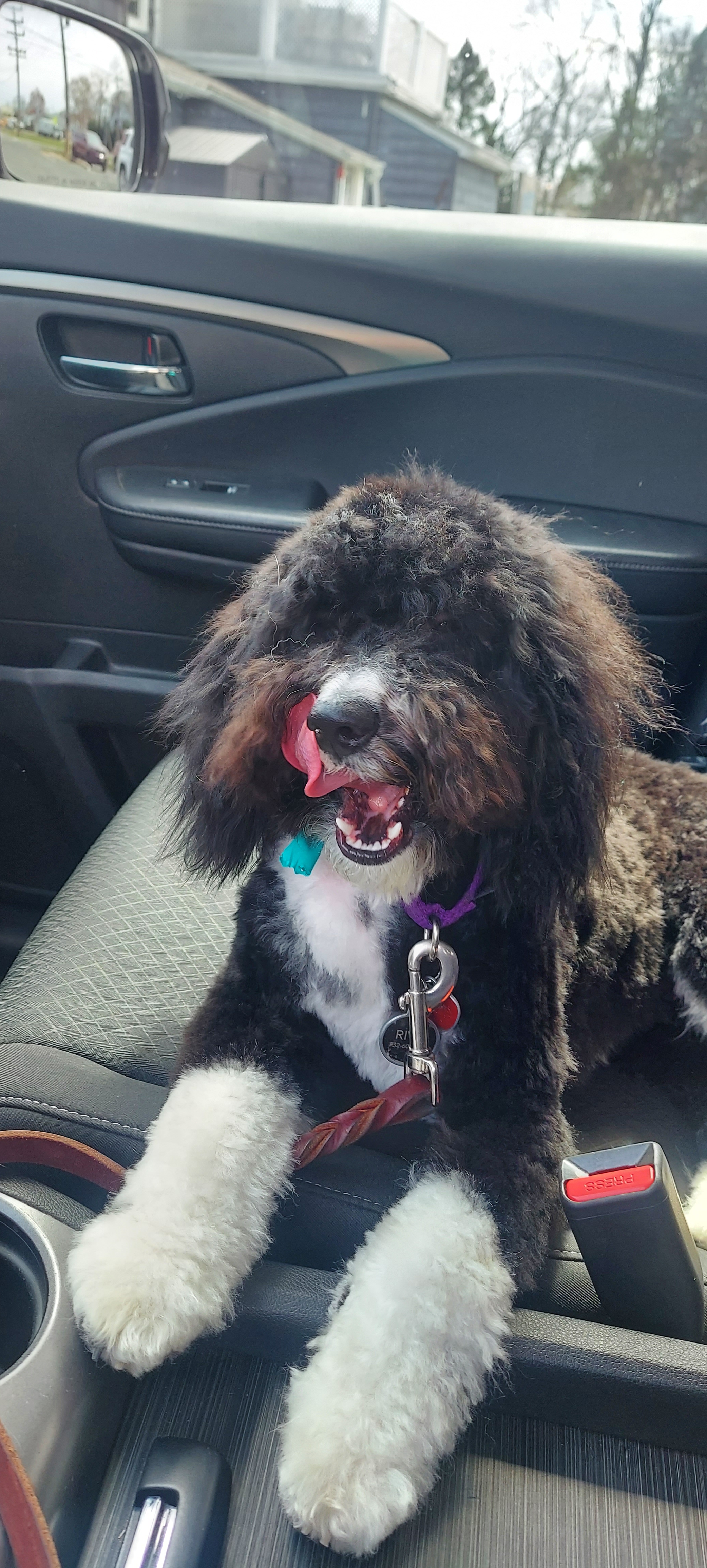 Fluffy Mini Sheepadoodle Poodle Mix Pup