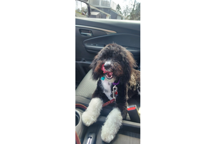 Fluffy Mini Sheepadoodle Poodle Mix Pup