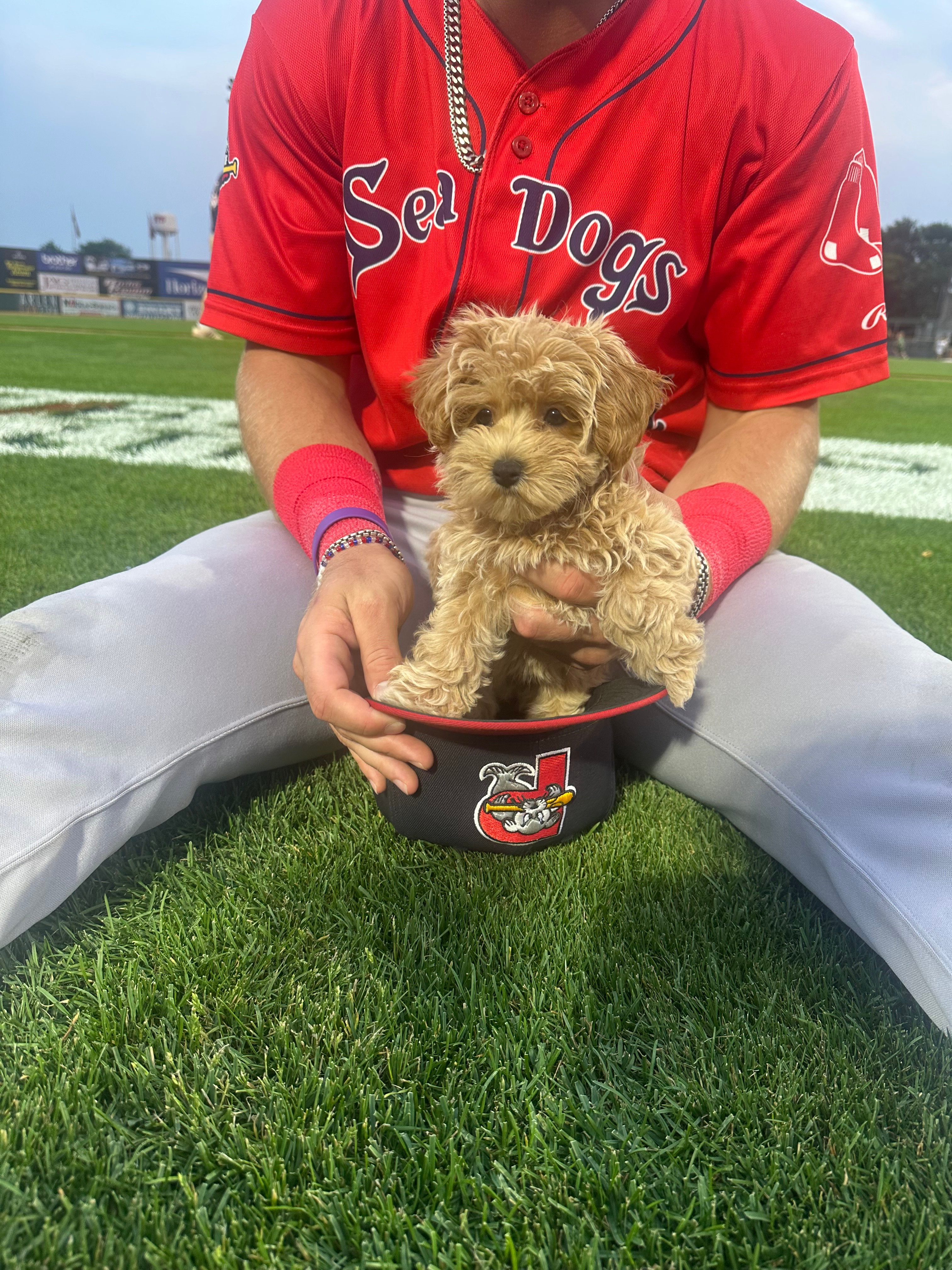 Maltipoo Pup Being Cute