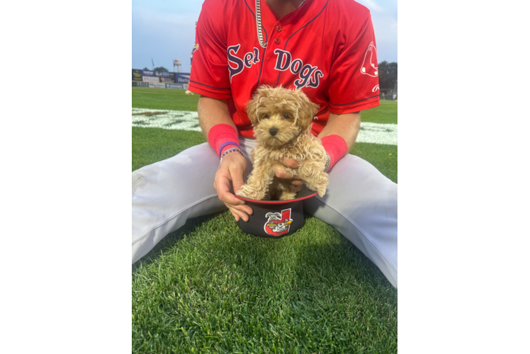 Maltipoo Pup Being Cute