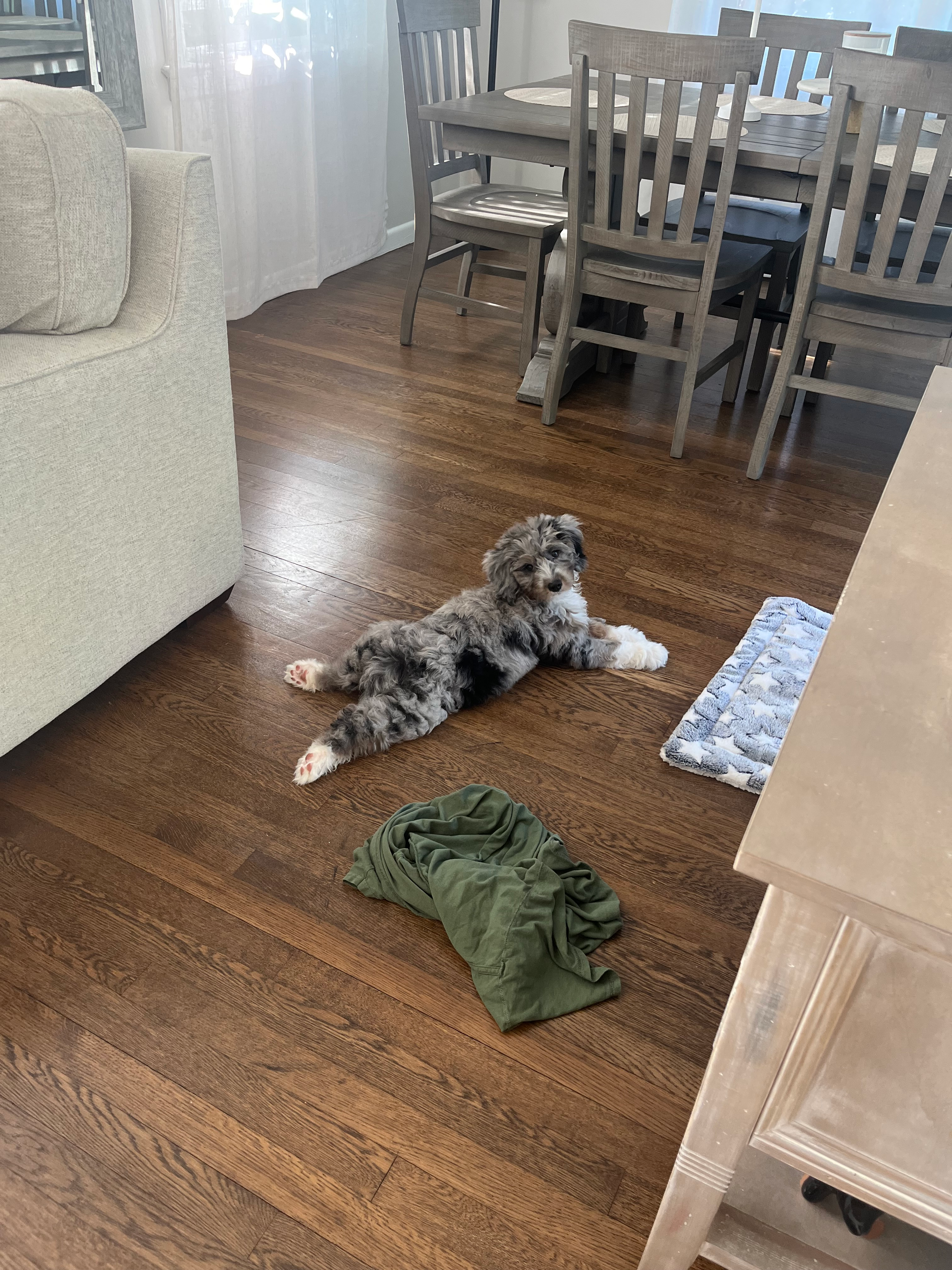 Best Mini Bernedoodle Baby