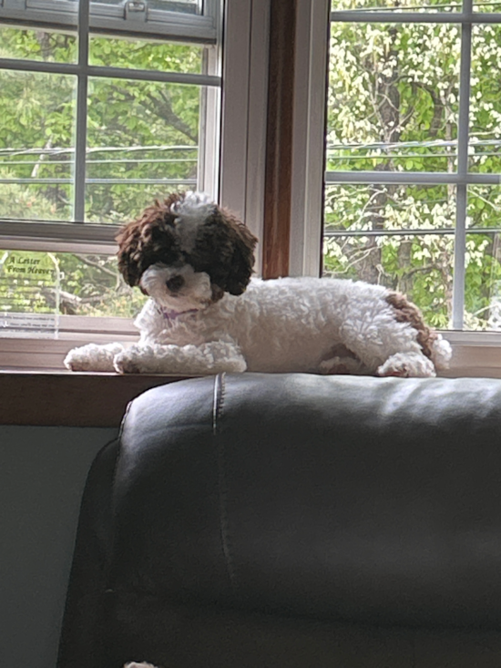 Mini Aussiedoodle