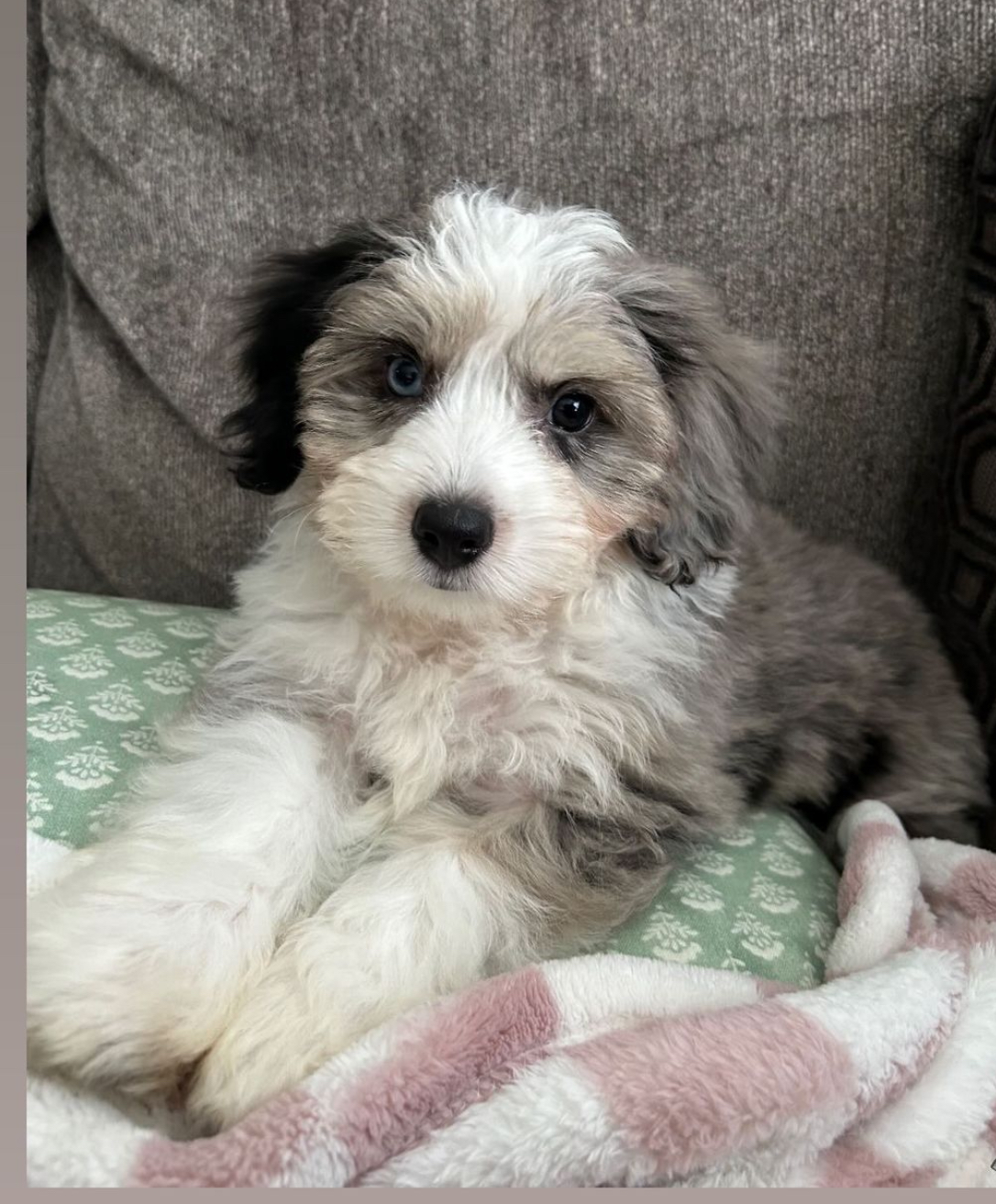 Smart Aussiechon Designer Pup
