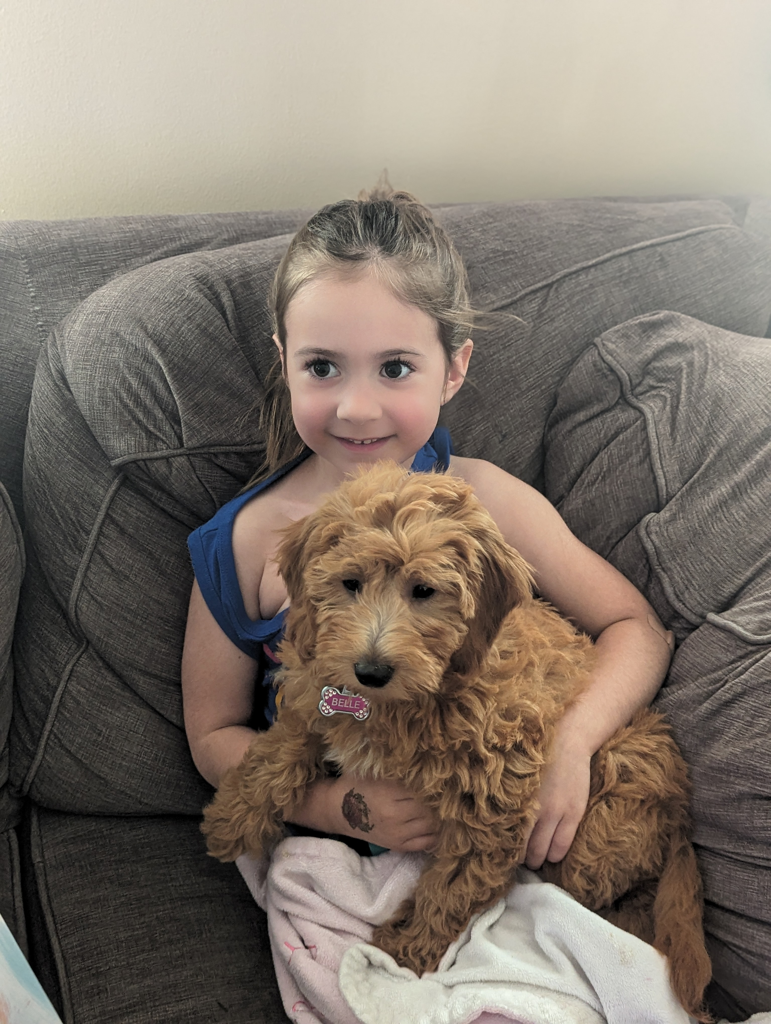 Playful Golden Retriever Poodle Mix Puppy