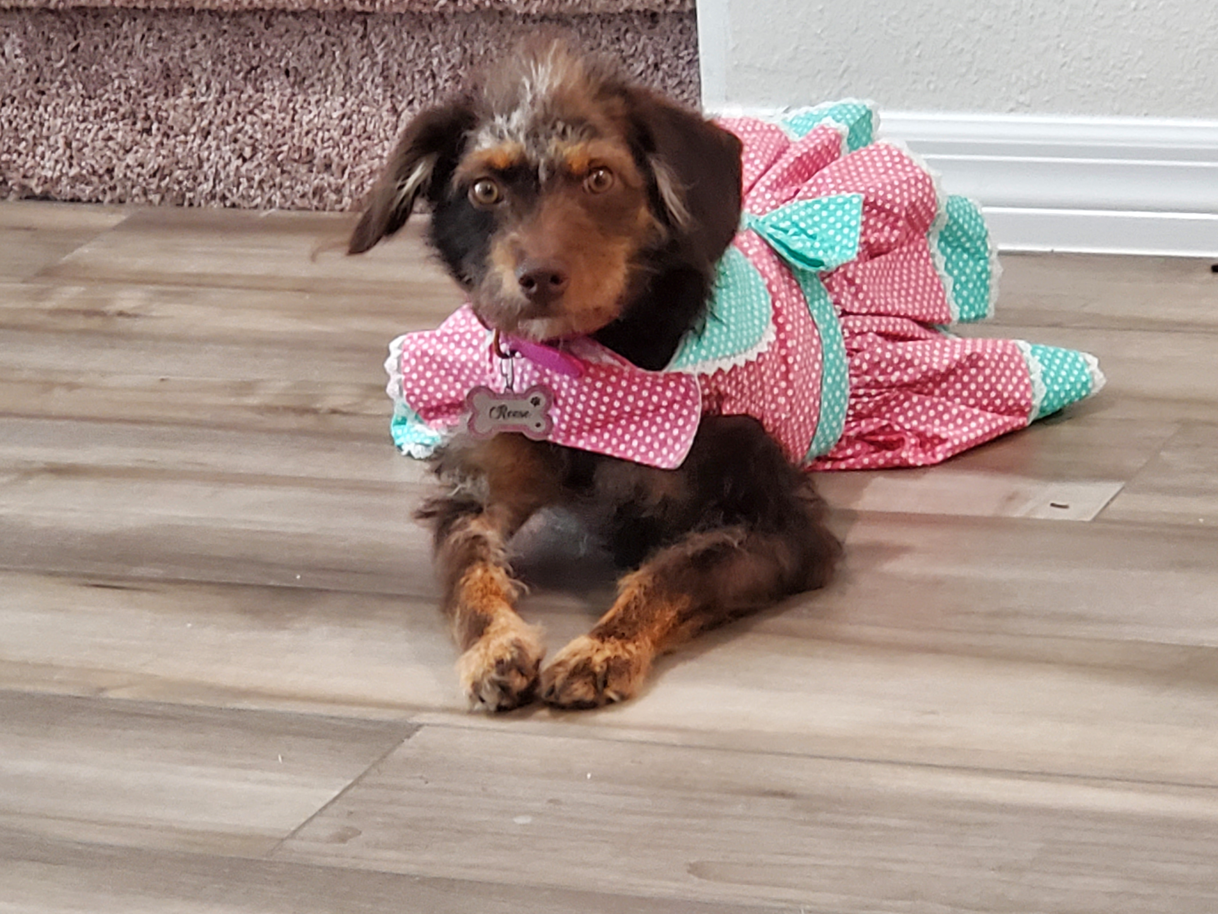 Mini Labradoodle Puppy for Adoption