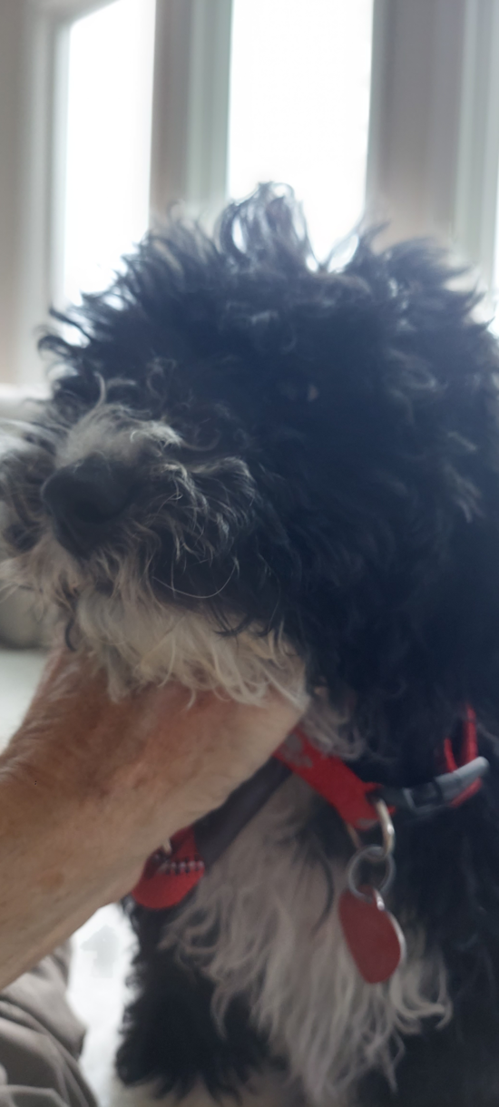 Mini Sheepadoodle