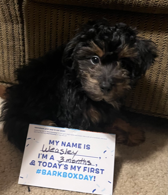 Mini Aussiedoodle