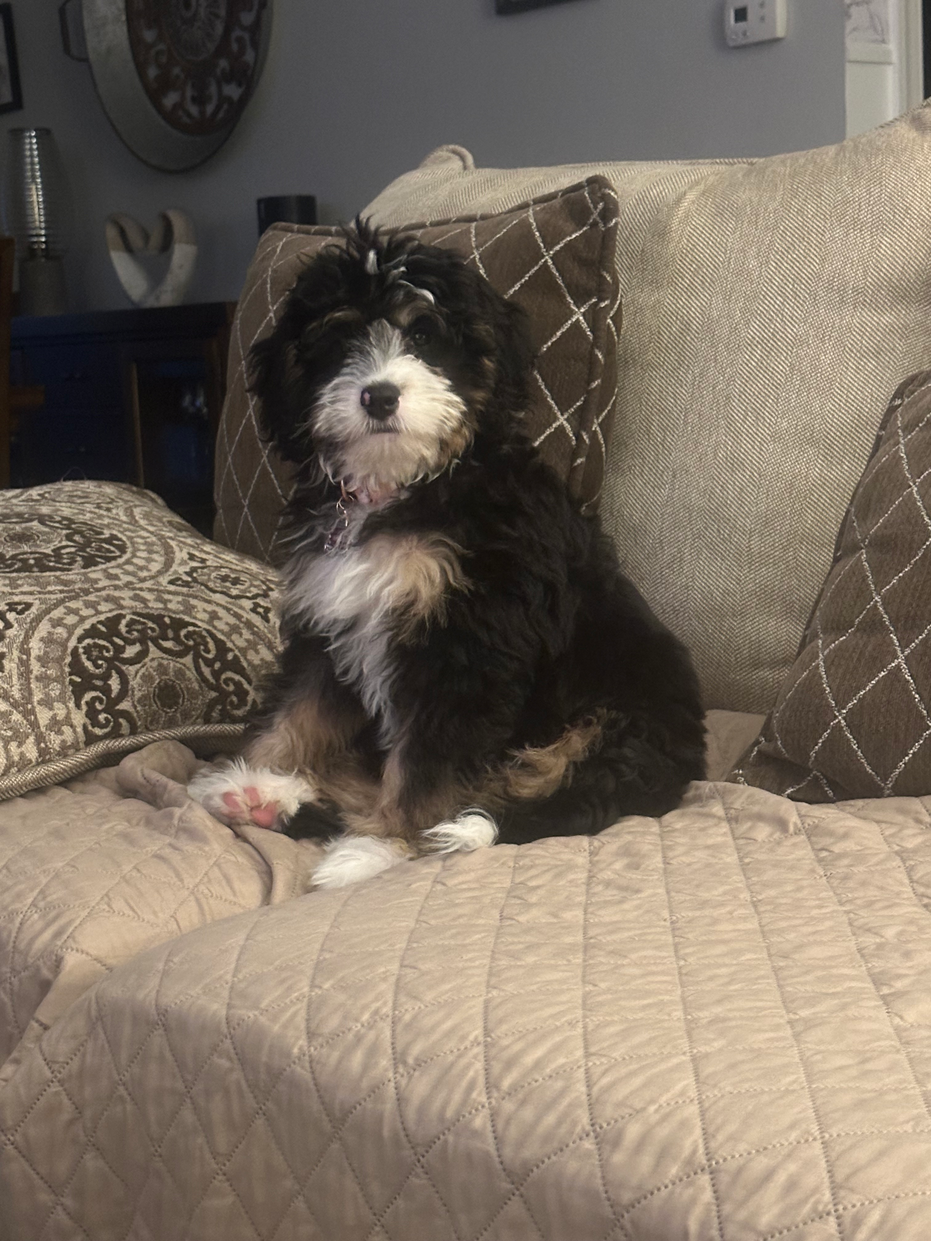 Mini Bernedoodle Puppy for Adoption